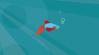 Fish swimming bubbles mouth water - a fish swimming free wallpaper