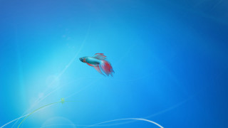 Fish swimming blue water ocean - a fish free wallpaper