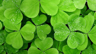 Close up green leaves water 2 - a close up of a bunch free wallpaper