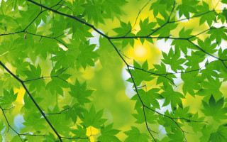 Green leafy tree yellow background - free abstract wallpaper for desktop