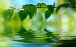 Branch leaves reflection water sunny - over the water free wallpaper for desktop