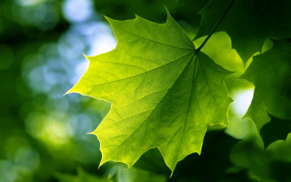 Green leaf hanging tree branch - the leaf free wallpaper for desktop