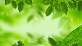 Green background leaves water drops - art green free wallpaper