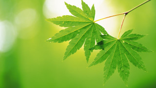 Green leaf hanging branch sunlight - a green leaf free wallpaper