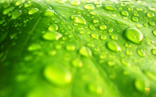 Green leaf water drops macro 24 - art green free wallpaper for desktop