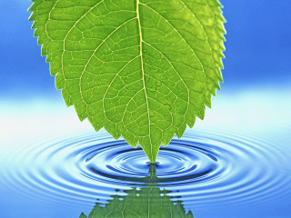 Green leaf water reflection sky - top of a body free wallpaper