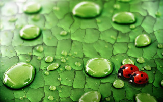 Ladybug green leaf water drops 2 - a lady bug free wallpaper
