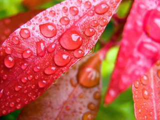 Red leaf water droplets green - a.b. frost free wallpaper for desktop