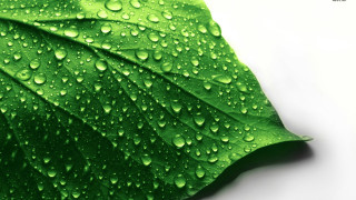 Green leaf water droplets macro 14 - a green leaf free wallpaper