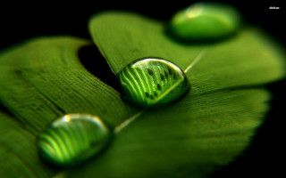 Leaf waterdrops black background white - a close up of a leaf free wallpaper