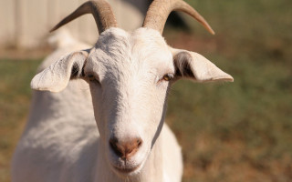 Goat long horns field grass - a fence and a building free wallpaper
