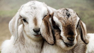 Two goats hugging field grass 2 - a field of grass and grass free wallpaper