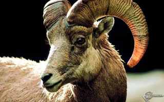 Ram large horns grass head - large horn free wallpaper