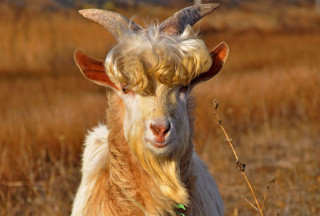 Goat long horns dry grass - a goat free wallpaper for desktop