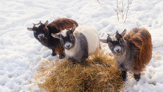 Three goats hay snow winter - clovis trouille free wallpaper