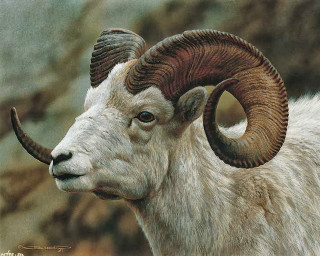 Goat large horns rocky area - a rocky area free wallpaper