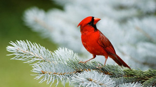 Red bird pine branch needles - a pine tree branch free wallpaper
