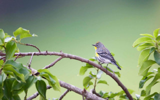 Small bird perched branch tree 13 - new objectivity free wallpaper