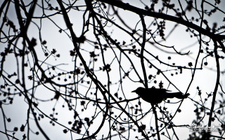 Bird branch tree leaves berries - chris friel free wallpaper