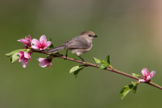 Bird branch pink flowers blurry 2 - branch and a blurry background free wallpaper