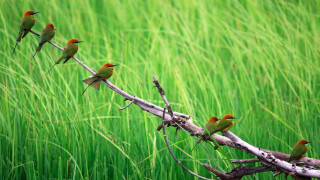Birds branch field grass green - a group of birds free wallpaper