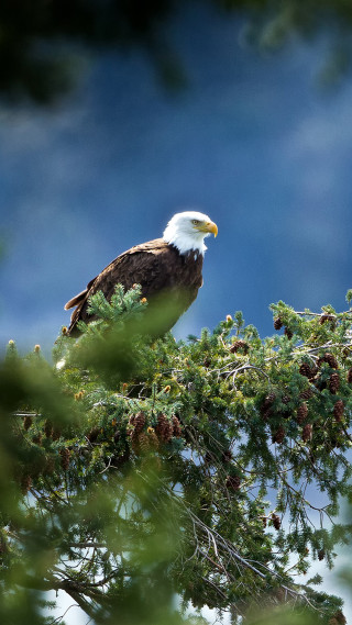 Bald eagle tree branch blue - darrell riche free wallpaper for mobile