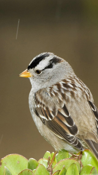 Bird sitting small plant rain - male free wallpaper for mobile