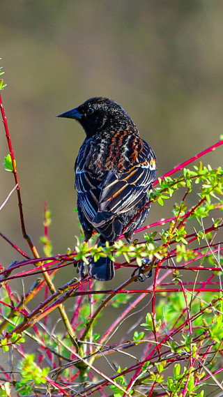 Bird branch red berries green 2 - free bird wallpaper for mobile