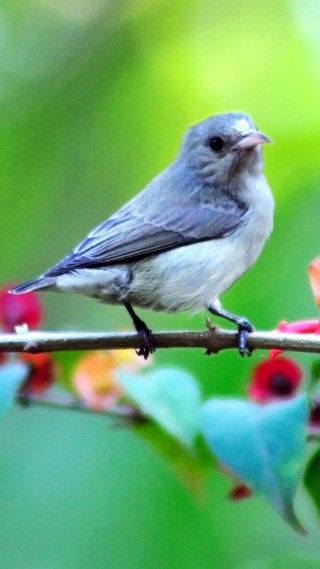 Small bird branch flowers blurry - the background and a blurry background behind free wallpaper
