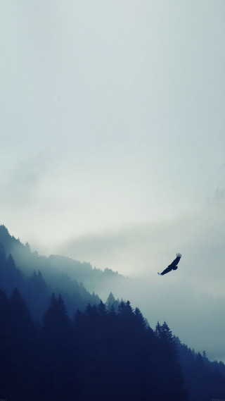 Bird flying forest hillside foggy - mist free wallpaper