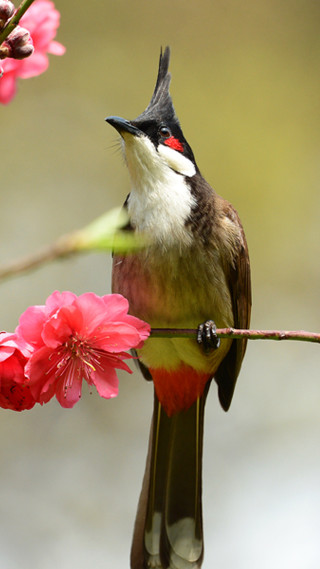 Bird perched branch pink flowers 6 - nature free wallpaper for mobile