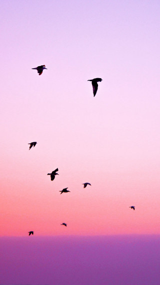 Flock birds flying sky sunset - bernd fasching free wallpaper for mobile