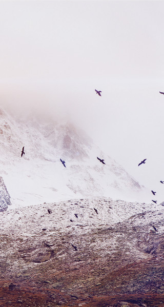 Flock birds flying snow covered - fog free wallpaper for mobile