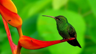 Hummingbird perched flower green background - a hummingbird free wallpaper
