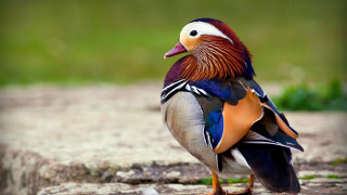 Colorful bird rain rock open - its beak open free wallpaper