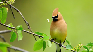 Bird black beak branch leaves - a black beak free wallpaper