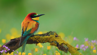 Colorful bird flower field blurry - a colorful bird free wallpaper