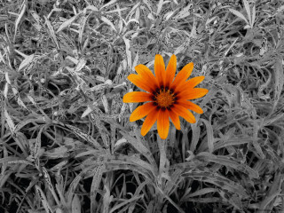 Orange flower grass black white - single free wallpaper for desktop