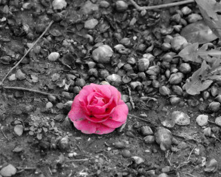 Pink flower dirt rocks gravel - a pink flower free wallpaper for desktop