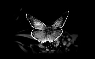 Butterfly sitting flower dark night 2 - its wing free wallpaper