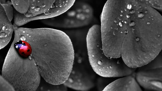 Ladybug leaf water droplets black - top of a leaf free wallpaper