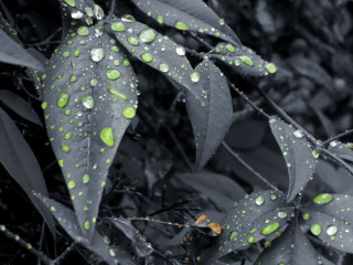 Close up leaf water drops - adobe lightroom free wallpaper