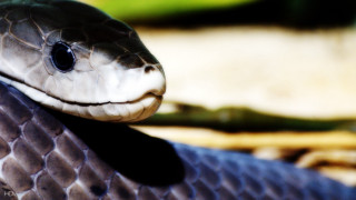 Snake head closeup blurred background - a blurry background of grass and trees free wallpaper