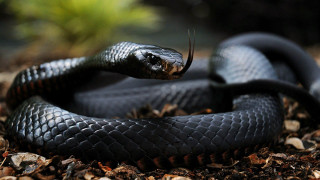 Black snake curled tongue out - anne nasmyth free wallpaper for desktop