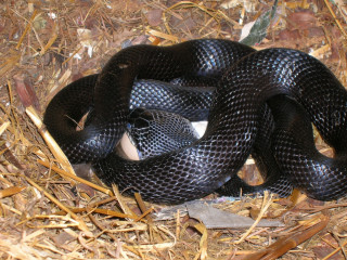Black snake curled straw mulch - an illustration of free wallpaper