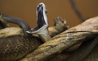 Snake branch mouth open tongue - a snake free wallpaper