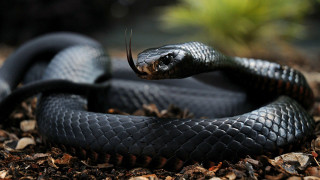 Black snake curled dirt leaves 2 - the dirt free wallpaper