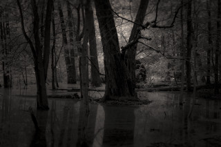Flooded trees bench dark sky - area free wallpaper