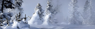 Snow covered forest foggy winter - foggy free wallpaper