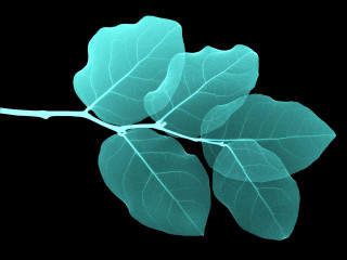Branch leaves black background blue - eyvind earle free wallpaper for desktop